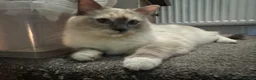 Ragdoll cats for sale: 💜🧡💙GCCF REG RAGDOLL babies see full description - Advert 35