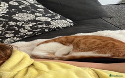 Mixed Breed cats for sale: Playful ginger cat looking for loving home - Image 2