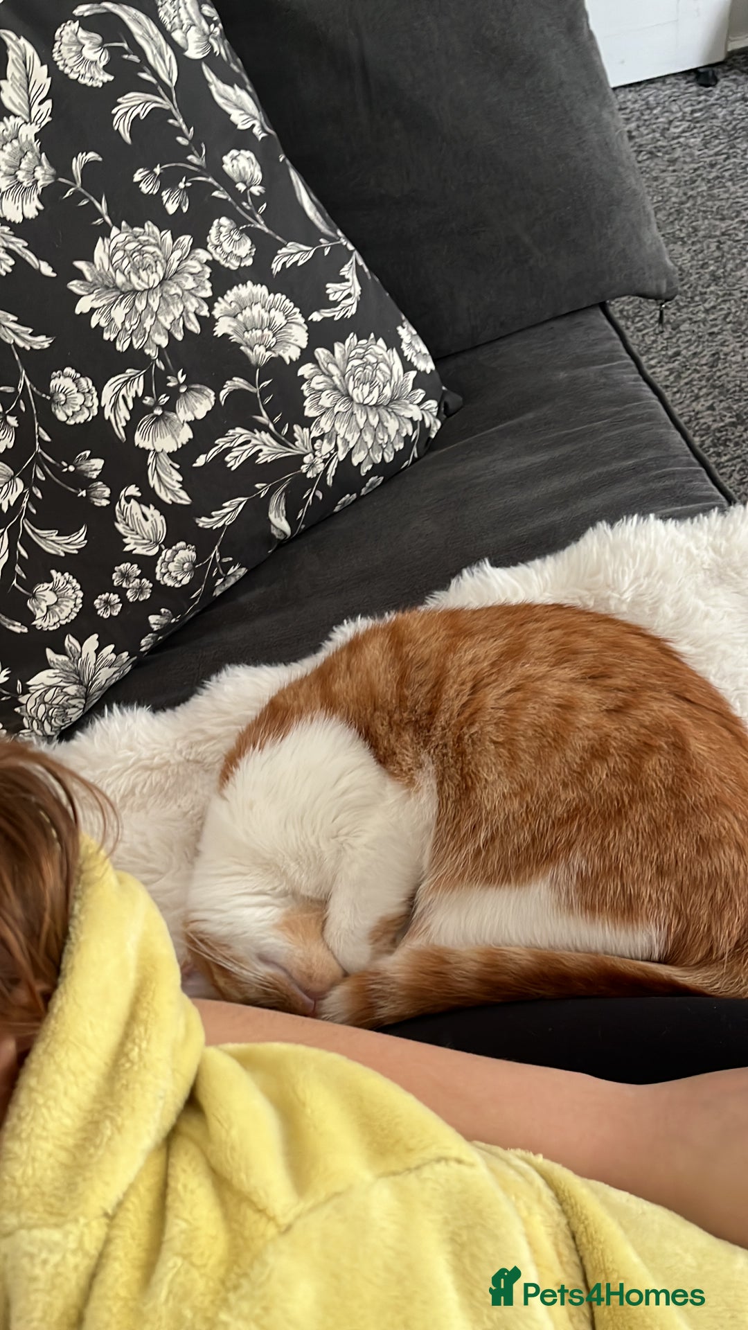 Mixed Breed cats for sale: Playful ginger cat looking for loving home - Image 2