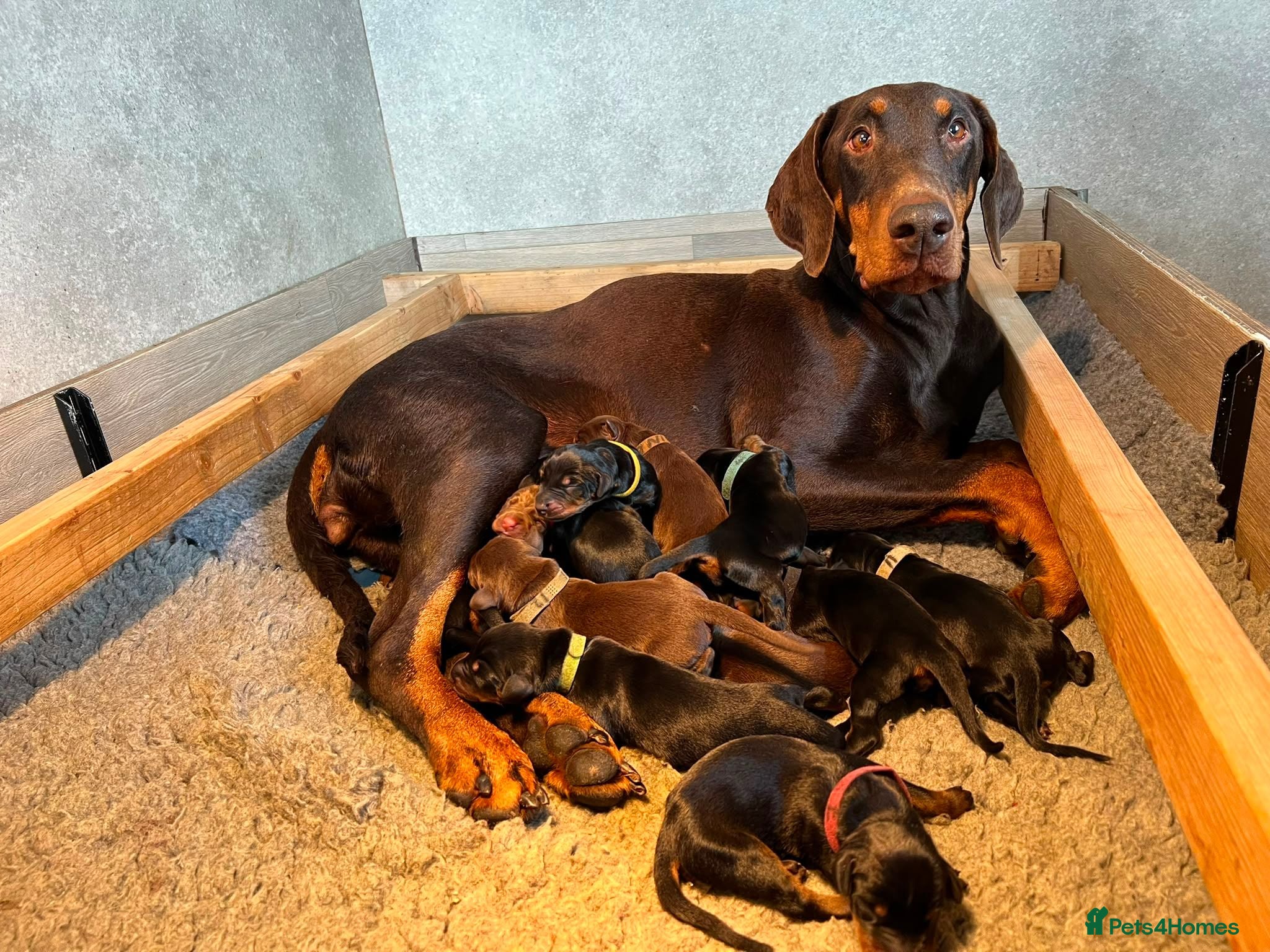 Dobermann dogs KC  reg Dobermann puppies  - Advert 1