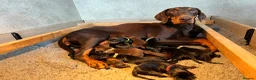Dobermann dogs for sale: KC  reg Dobermann puppies  - Advert 1
