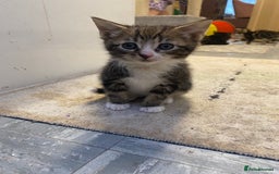 British Longhair cats for sale: 4 Beautiful tabby kittens - Image 10