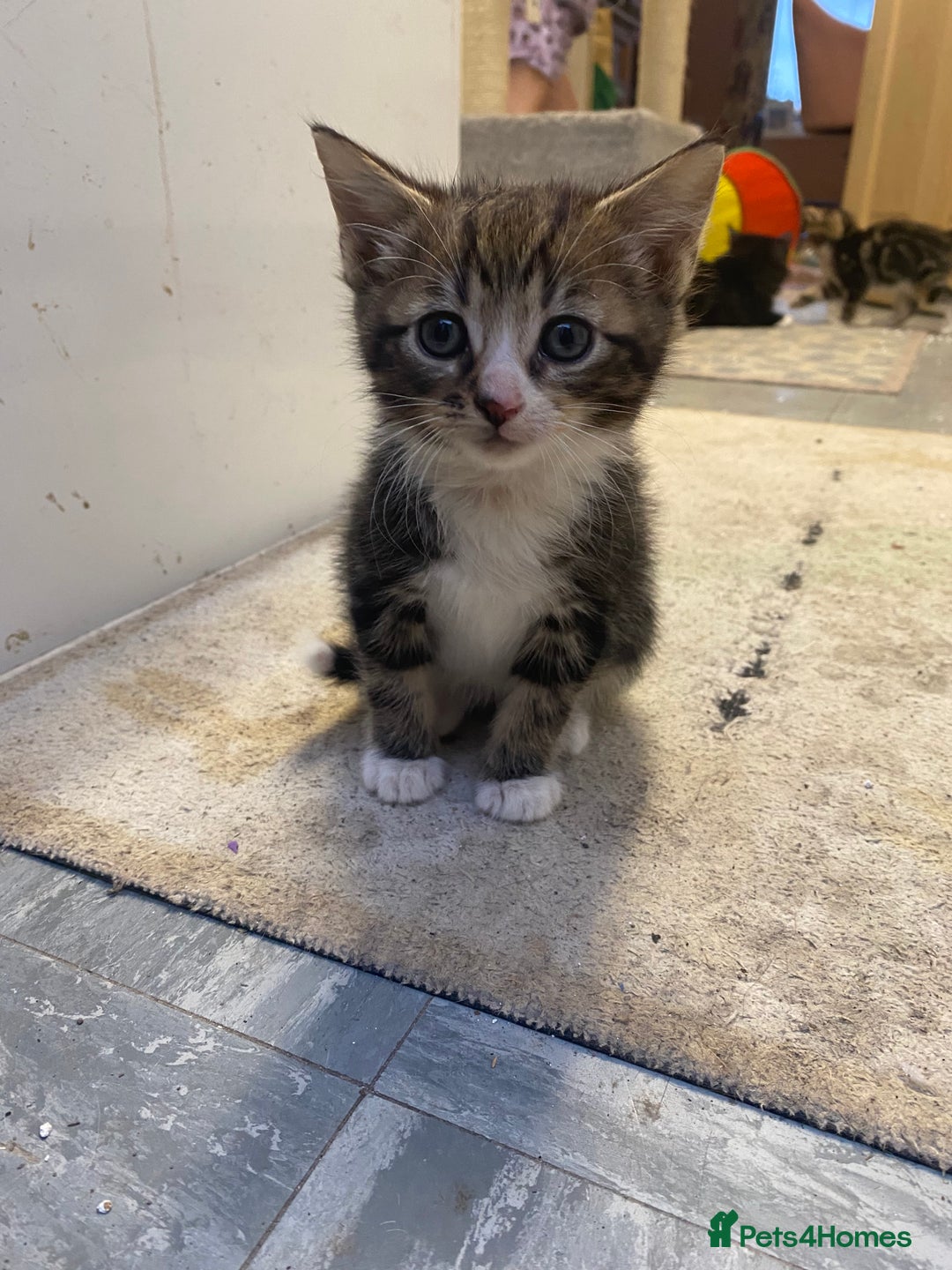 British Longhair cats for sale: 4 Beautiful tabby kittens - Image 10
