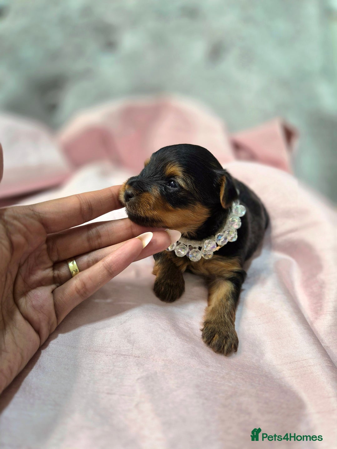 Yorkshire Terrier dogs for sale: Beautiful 7-puppies Yorkshire Terrier - Advert 7