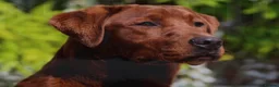 Labrador Retriever dogs for sale: KC registered Fox Red Labrador puppies. - Advert 11