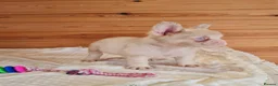 French Bulldog dogs for sale: Fluffy pink husky  **  in Stoke-on-Trent - Advert 22