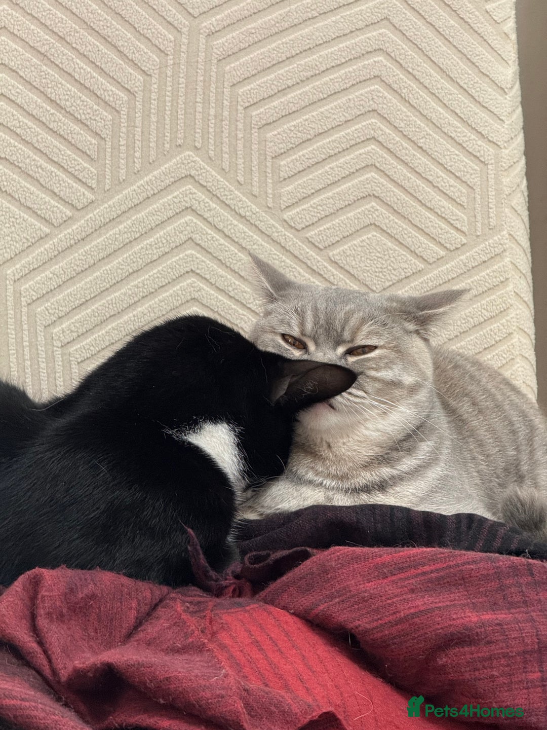 British Shorthair cats for sale: Grey British Shorthair & Black Domestic Shorthair - Image 6