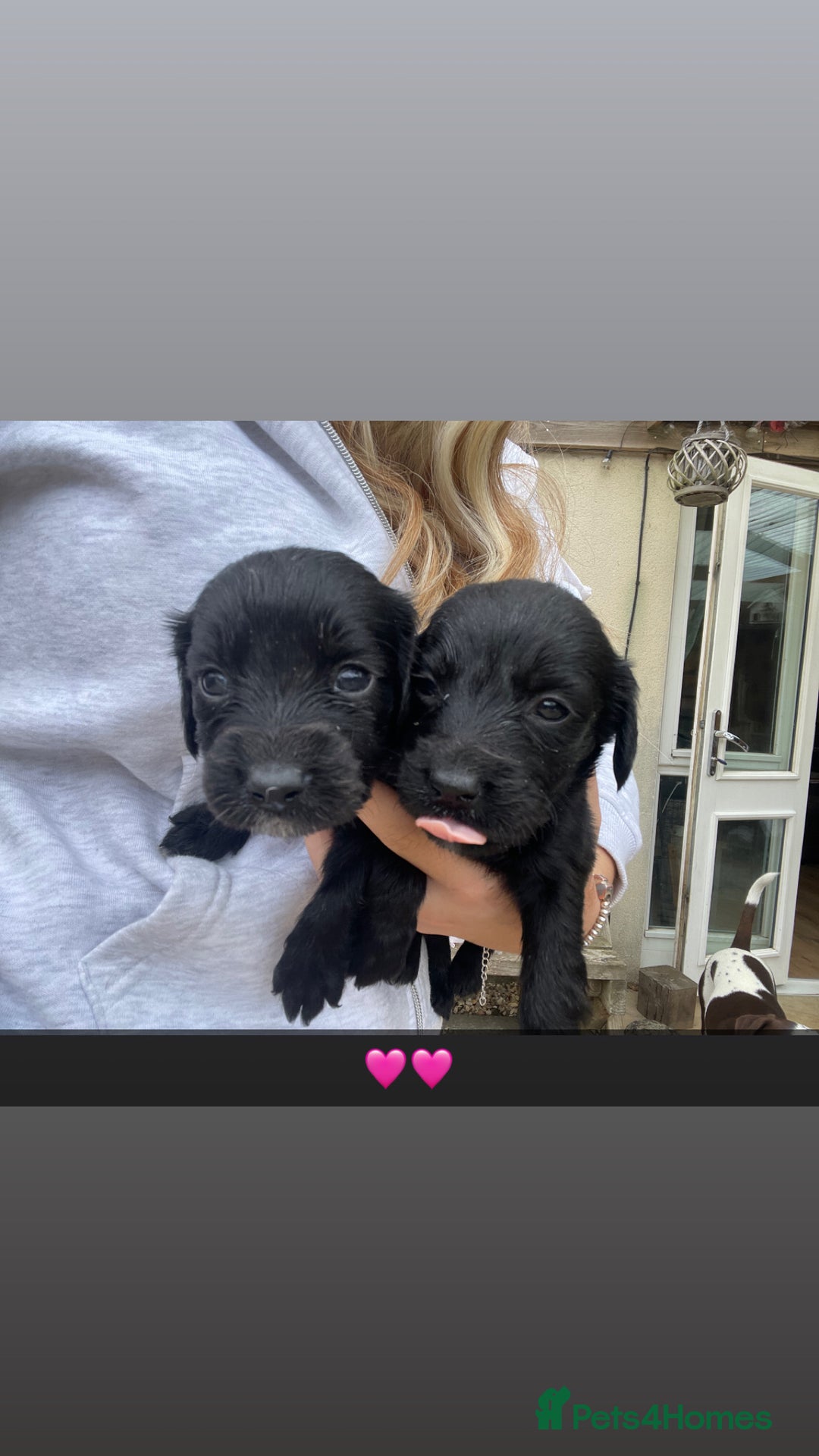Cockerdor dogs for sale: Labrador x spaniels  - Image 2