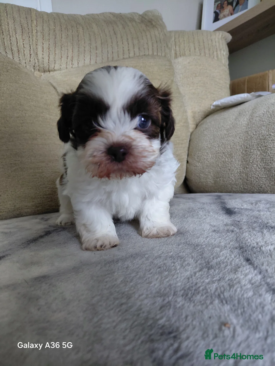 Shihpoo dogs for sale: 3 shih poo boys still available  in Swindon - Advert 2