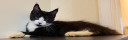 Maine Coon cats for sale: Ready for home pure bred maine coon kittens - Advert 11