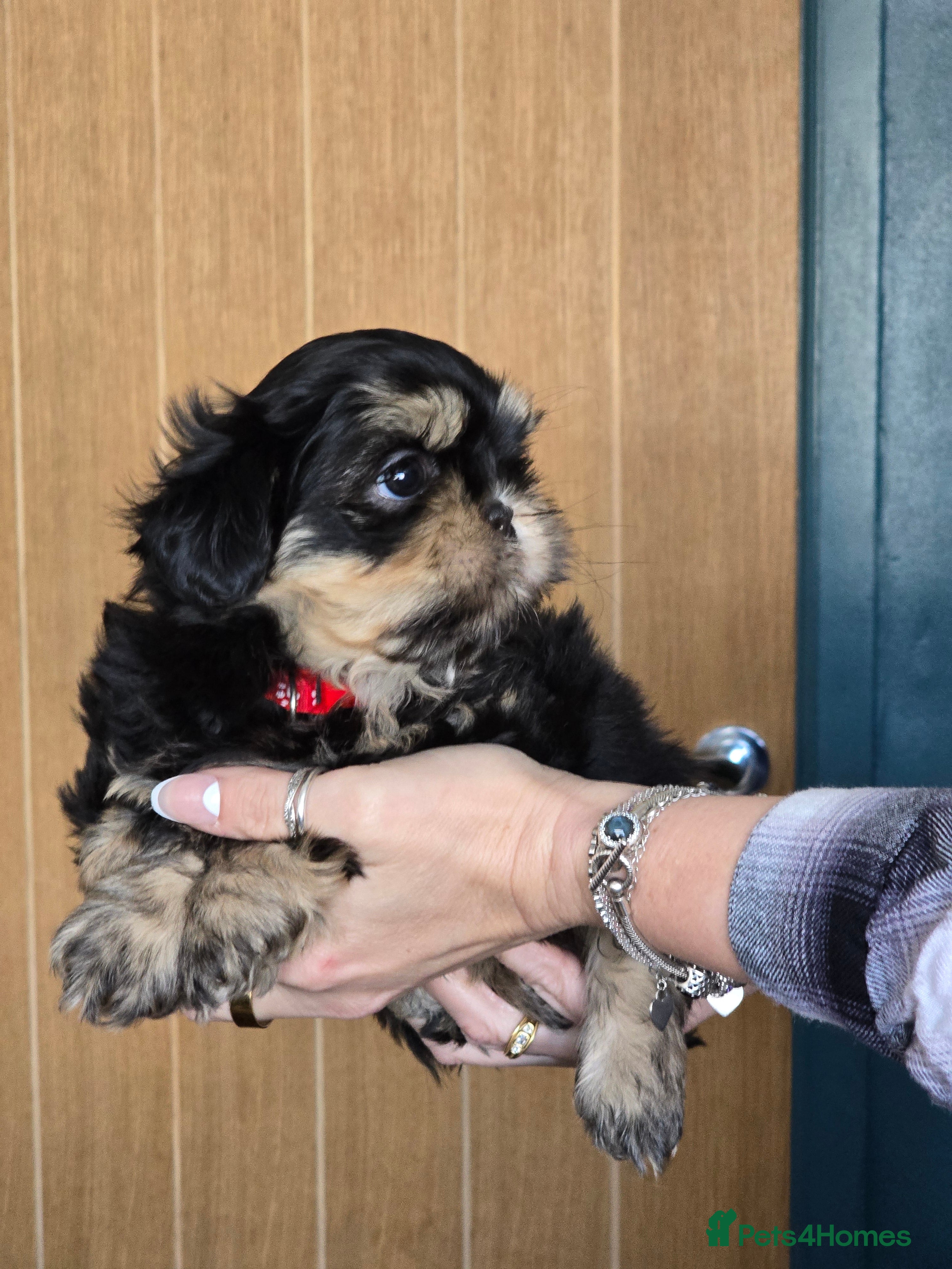 Shih Tzu dogs Beautiful shih tzu pups - Advert 4