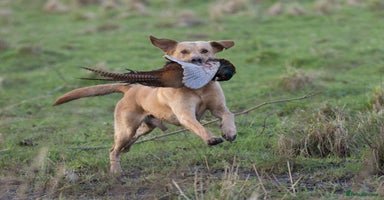 Labrador Retriever dogs - Advert 8