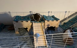 Guinea Pig rodents for sale: 4 female guinea pigs  - Advert 5