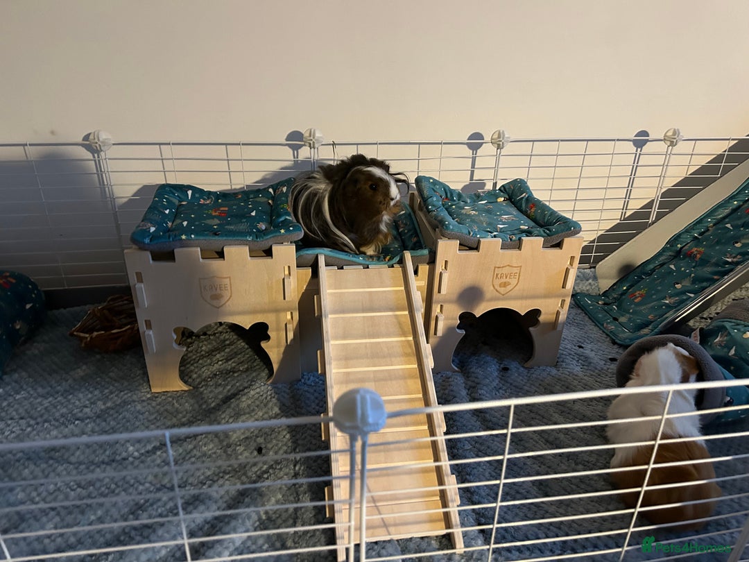 Guinea Pig rodents for sale: 4 female guinea pigs  - Advert 5
