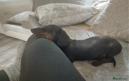 Dachshund dogs for sale: £800 Ono Miniature dachshund please read  - Image 3