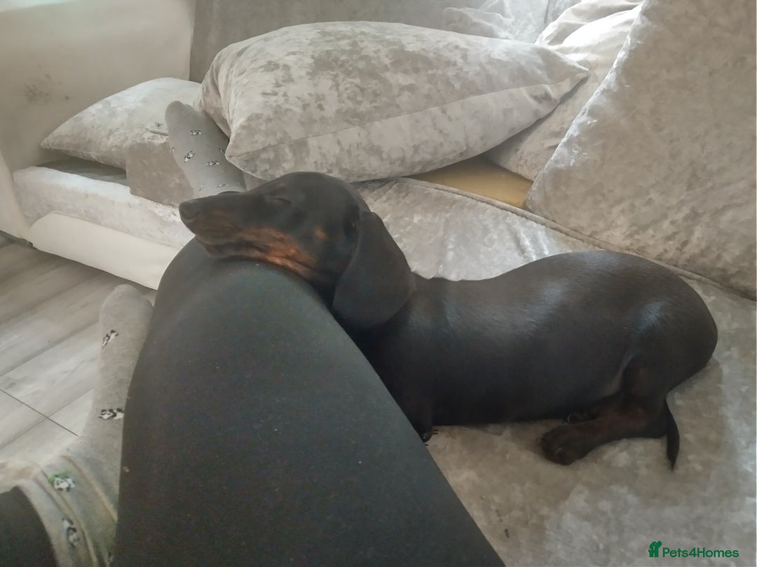 Dachshund dogs for sale: £800 Ono Miniature dachshund please read  - Image 3