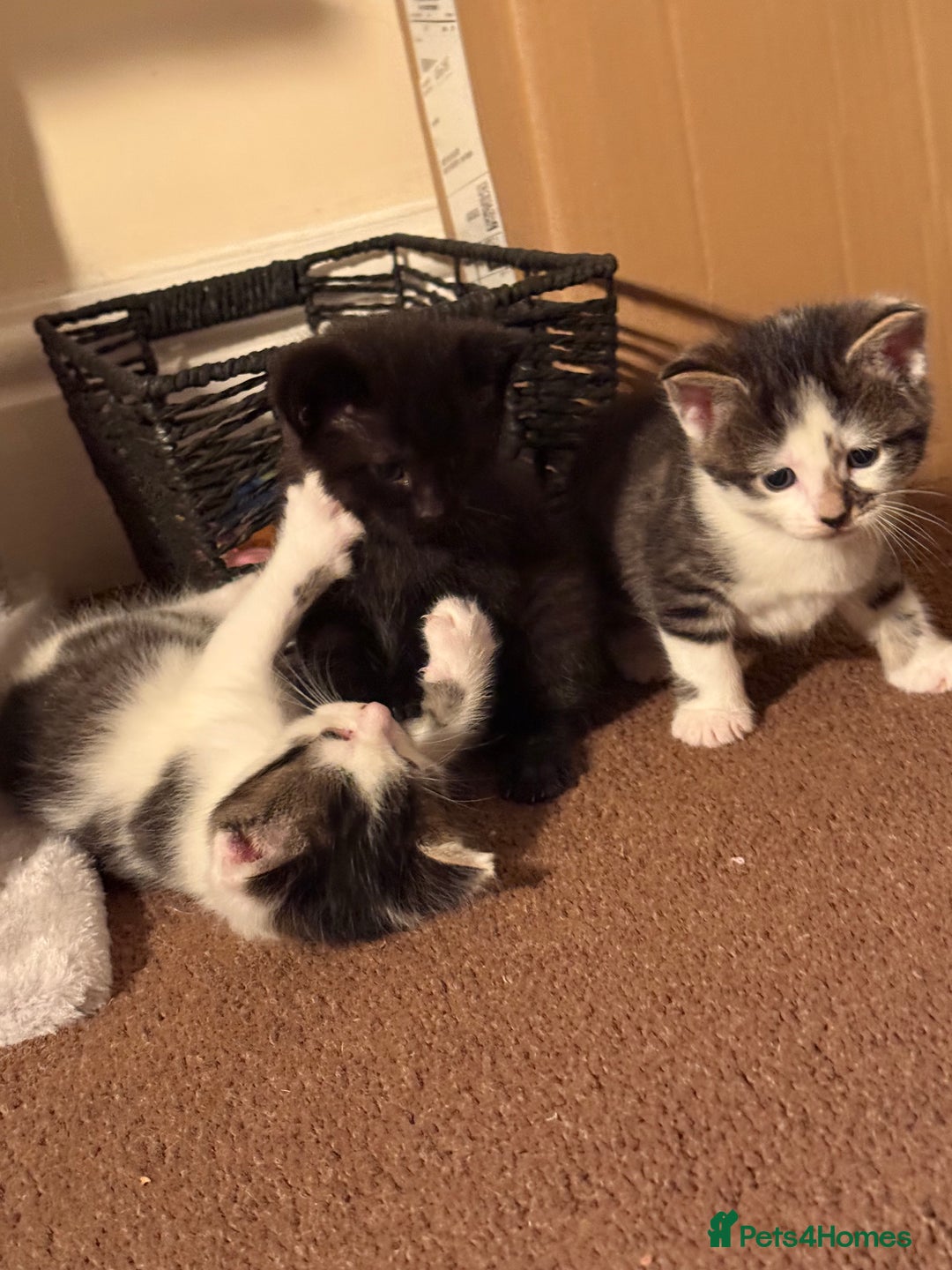 British Shorthair cats for sale: Three adorable kittens ready 10th jan 2026 - Advert 11