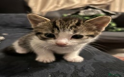 Mixed Breed cats for sale: 7 weeks kittens - Image 3