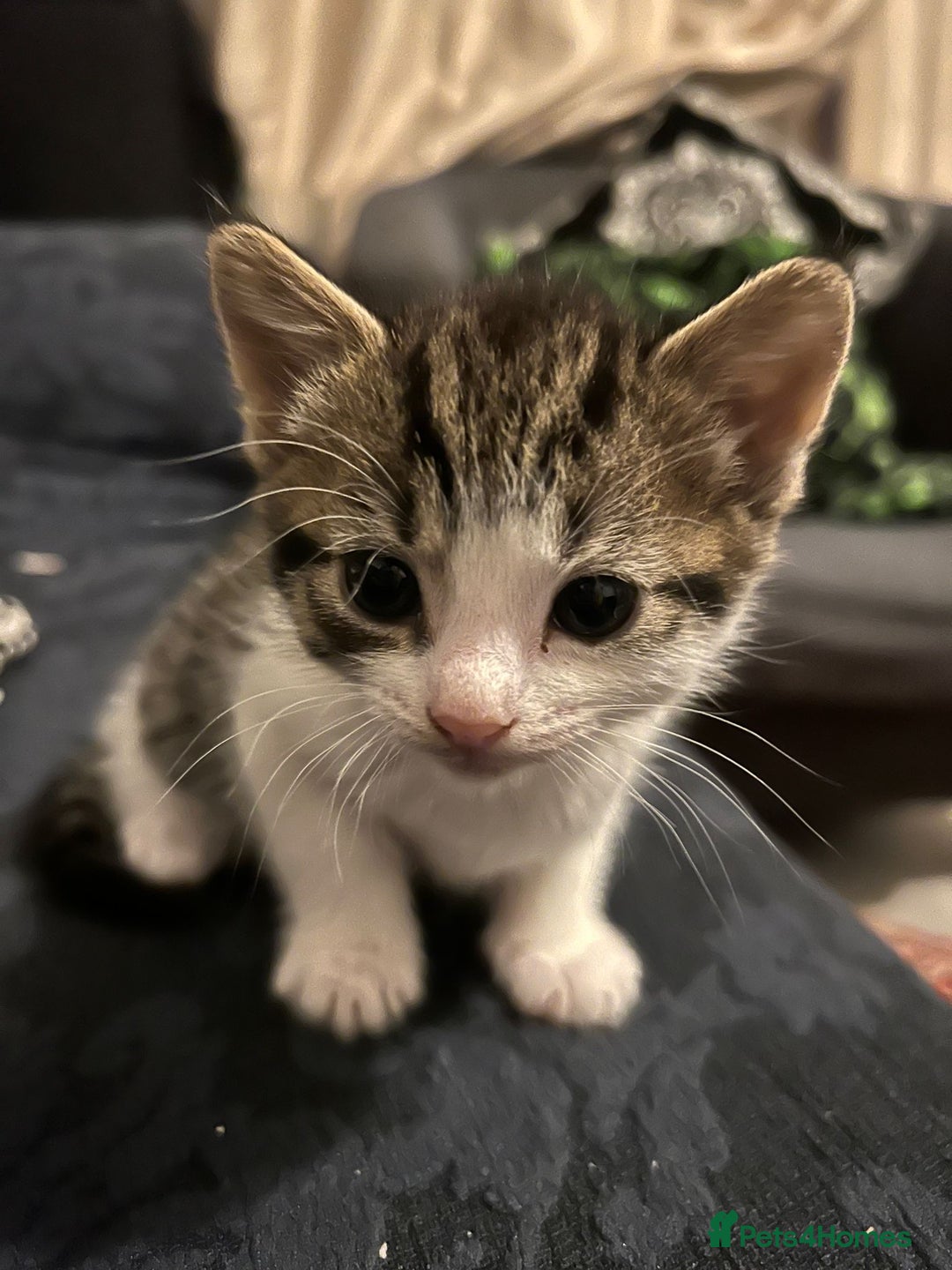 Mixed Breed cats for sale: 7 weeks kittens - Image 3