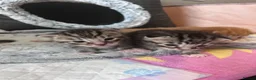Mixed Breed cats for sale: 2 male and 1 female kitten for sale  - Advert 13