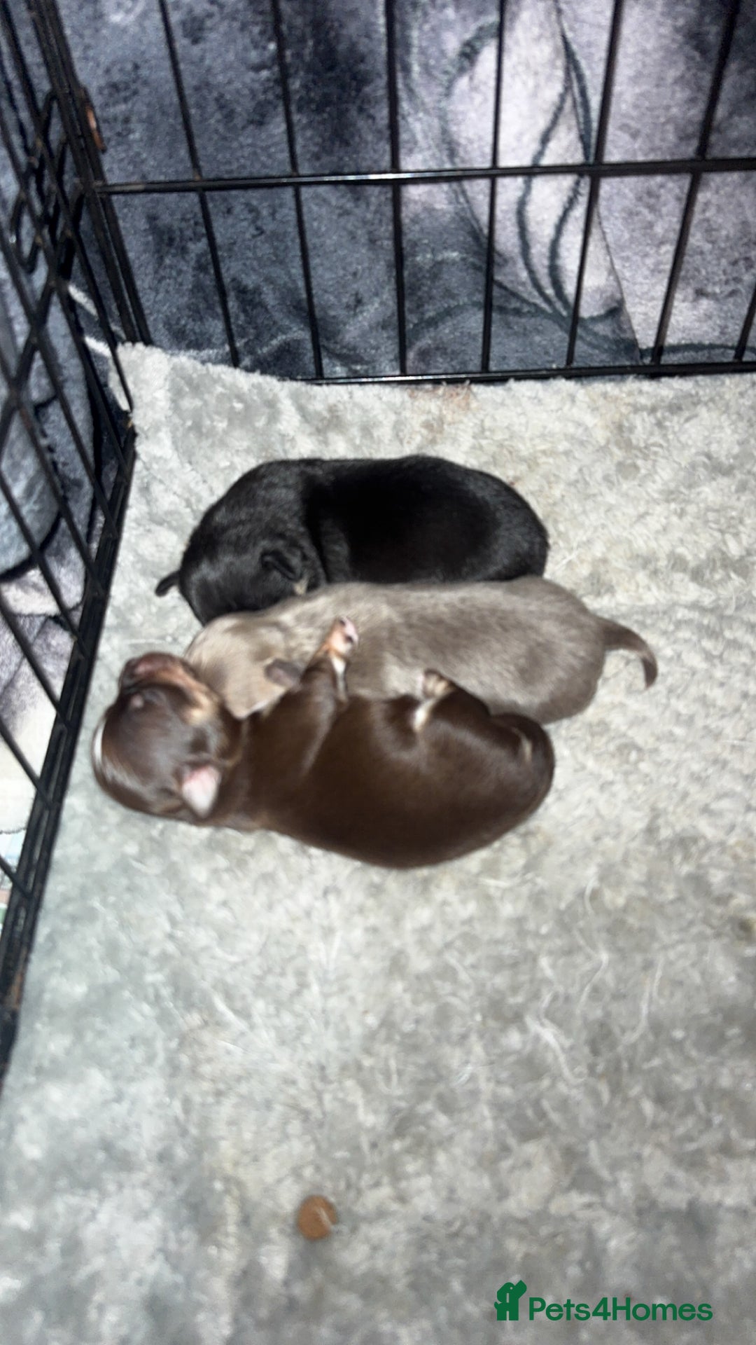 Chihuahua dogs for sale: stunning full breed chihuahua puppies - Advert 2