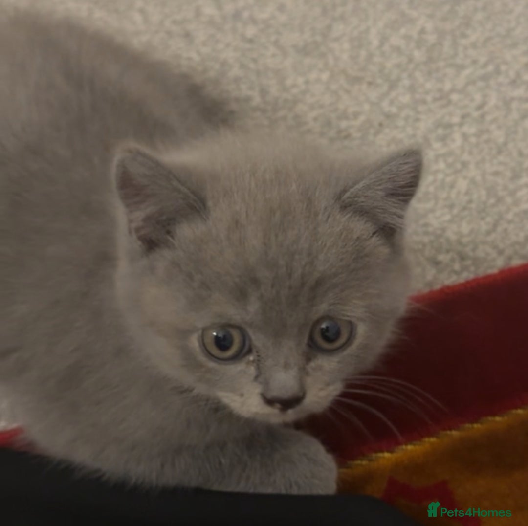 British Shorthair cats for sale: Adorable BSH Kittens Ready for Their Forever Homes - Image 6