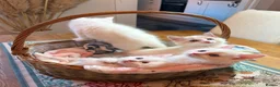Ragdoll cats for sale: Ragdoll X kittens in Lincoln - Advert 13