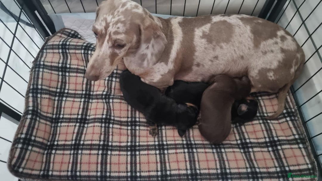 Miniature Dachshund dogs for sale: Kc registered quality mini dachshund puppies - Image 6