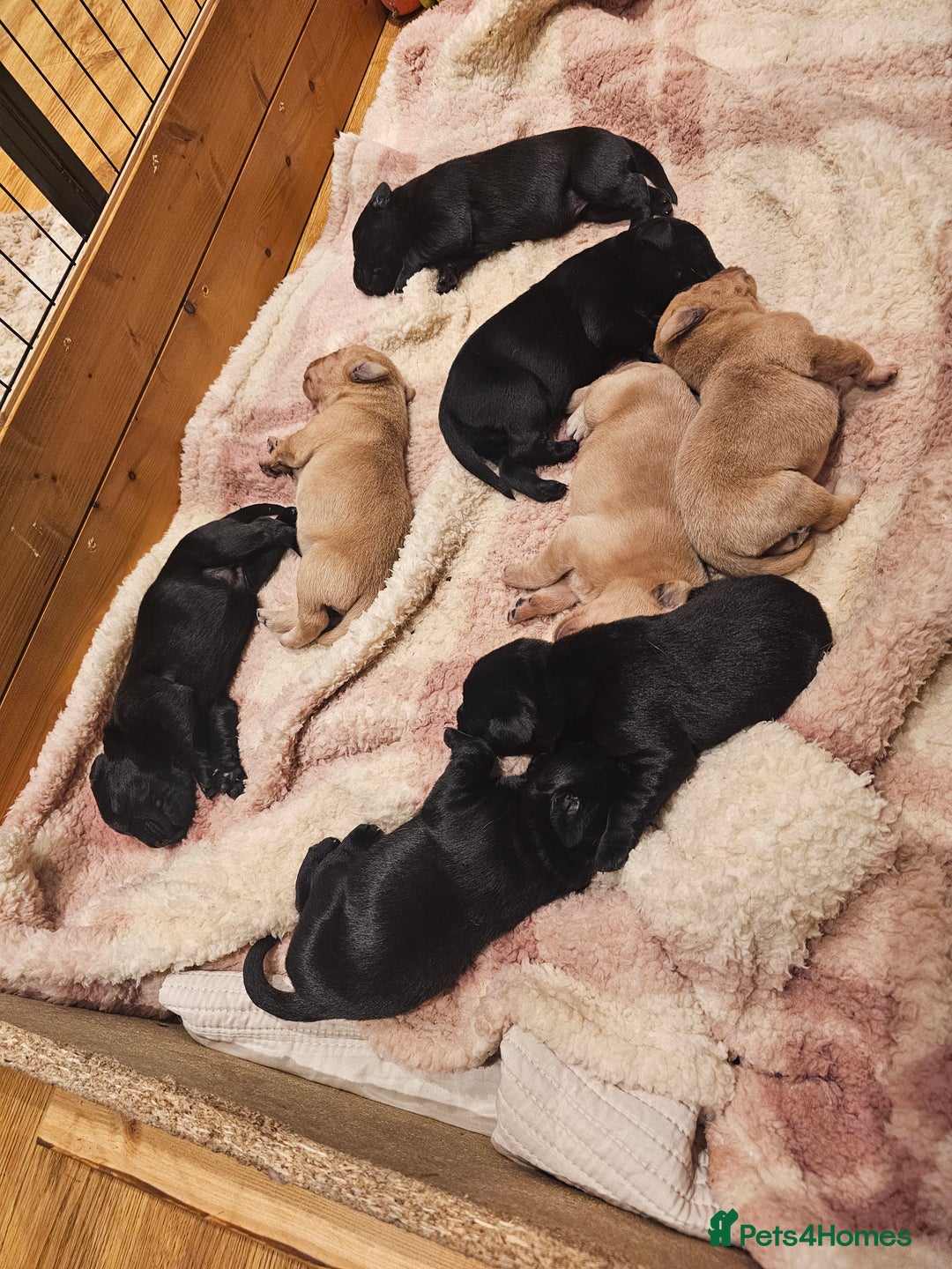 Labrador Retriever dogs for sale: Stunning 9 Labradors puppies  - Advert 10