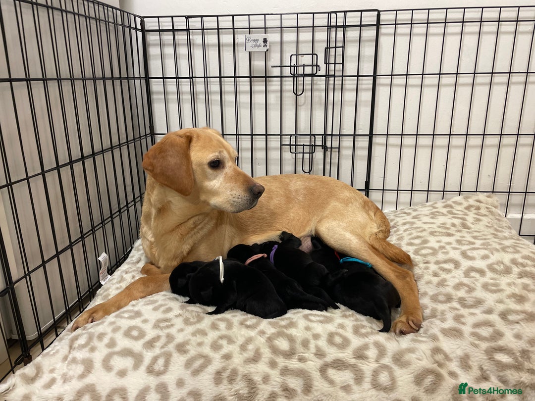 Labrador Retriever dogs for sale: Beautiful Labrador puppy’s  - Advert 3