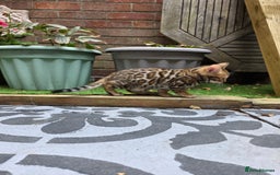 Bengal cats for sale: ✨ Bengal Kittens Looking for Loving Homes ✨ - Image 34