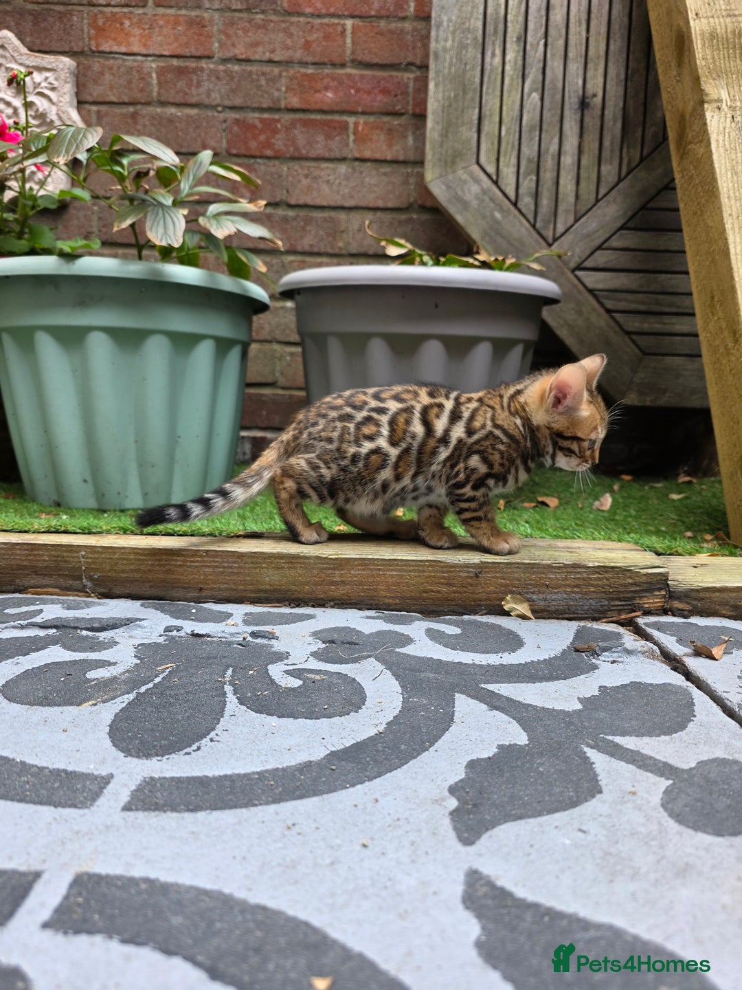 Bengal cats for sale: ✨ Bengal Kittens Looking for Loving Homes ✨ - Image 34