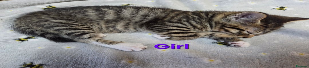 Mixed Breed Kitten Girl