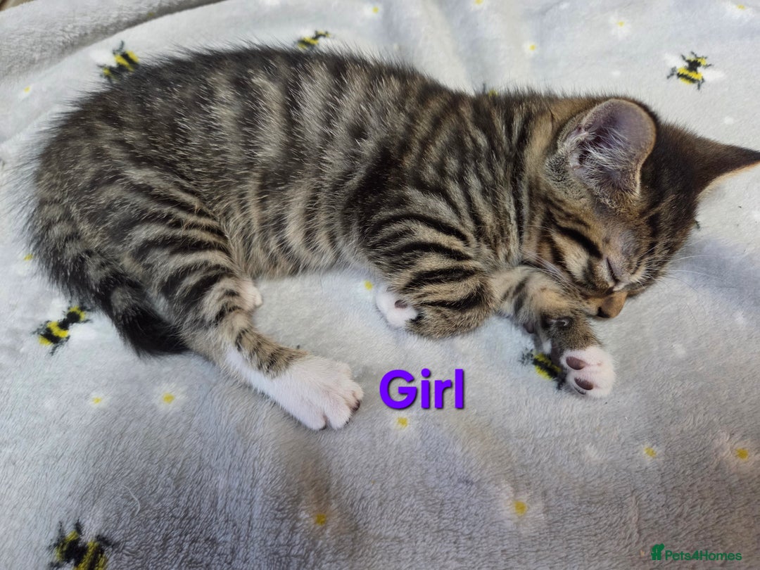 Mixed Breed cats for sale: Beautiful kittens  - Image 8