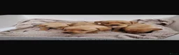 Labrador Retriever dogs for sale: Beautiful Kc DNA clear working line labs  - Advert 6