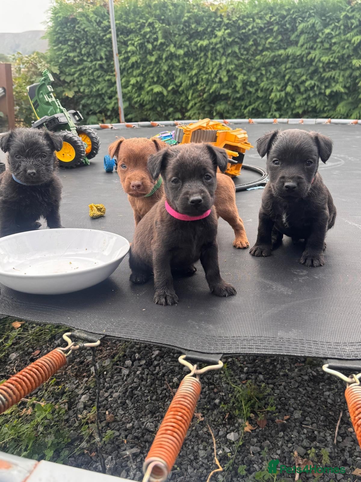 Patterdale Terrier dogs Full Patterdale  - Advert 3