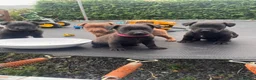 Patterdale Terrier dogs for sale: Full Patterdale  - Advert 1