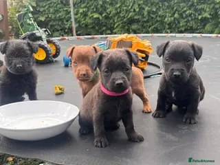 Patterdale Terrier dogs Full Patterdale - Advert 3
