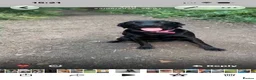 Labrador Retriever dogs for sale: Labrador puppies black and fox red for sale in Nottingham - Advert 3
