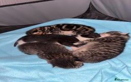 Mixed Breed cats for sale: Kittens for sale 🤍 - Image 2