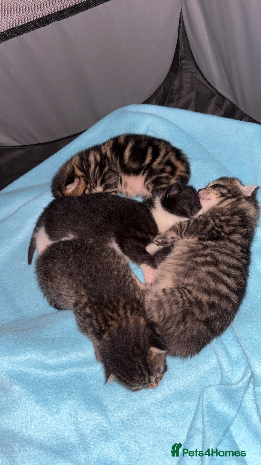 Mixed Breed cats for sale: Kittens for sale 🤍 - Image 2