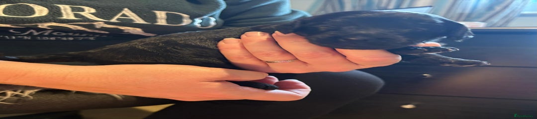 Cockapoo Puppy 5 - Black Male 