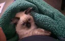Ragdoll cats for sale: Beautiful Chocolate Point Ragdoll X Persian - Image 3