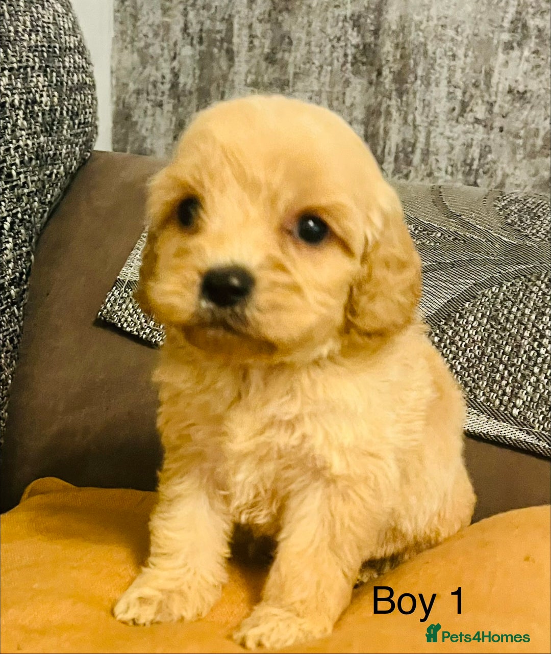 Cavapoochon dogs for sale: Stunning Cavapoochon puppies  - Advert 9