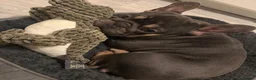 French Bulldog dogs for sale: 🐾 Beautiful French Bulldog Boy 🐾 - Advert 4