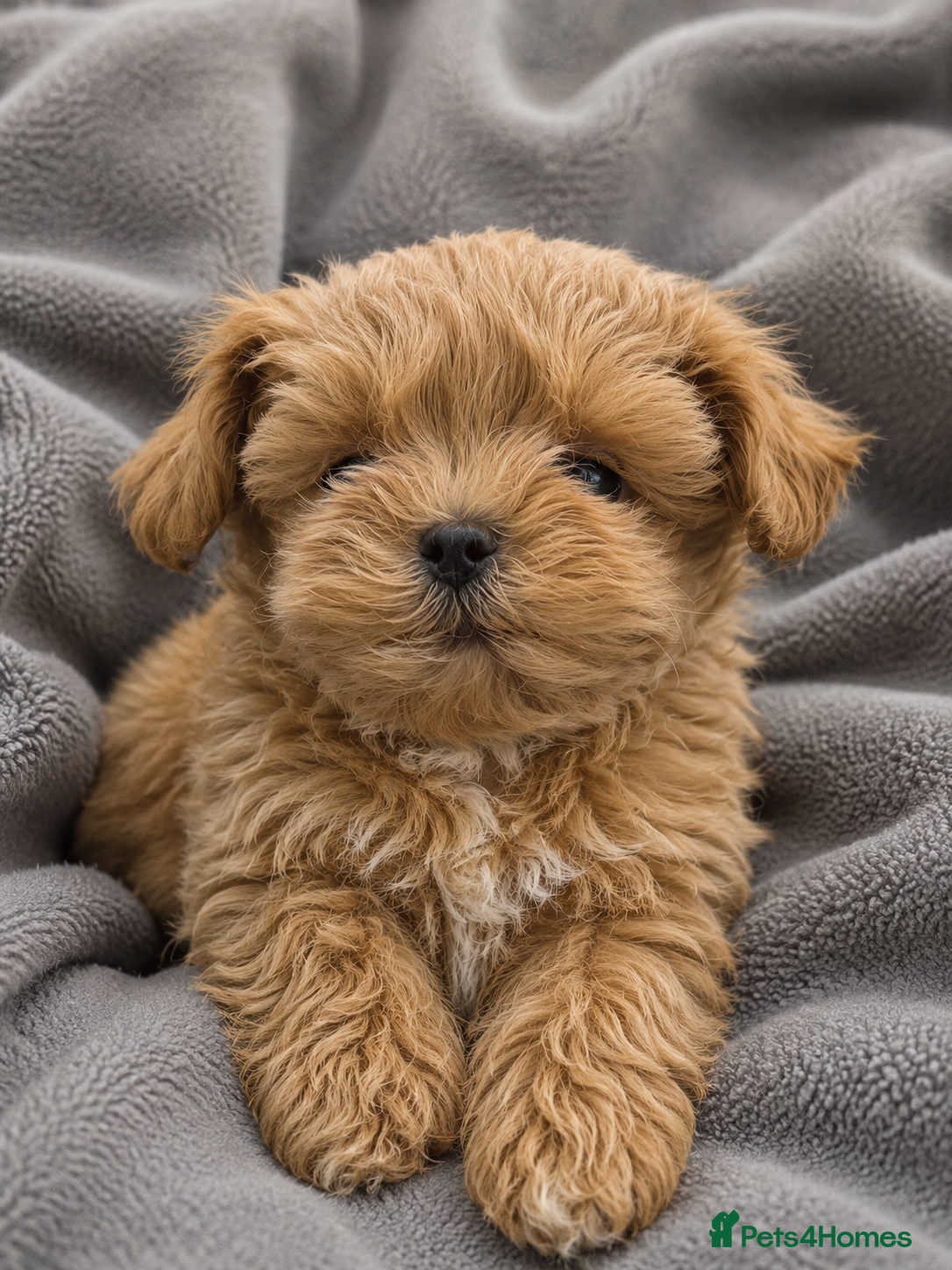 Maltipoo dogs Unique Asian Maltipoo puppies.DNA tested parents. - Advert 2
