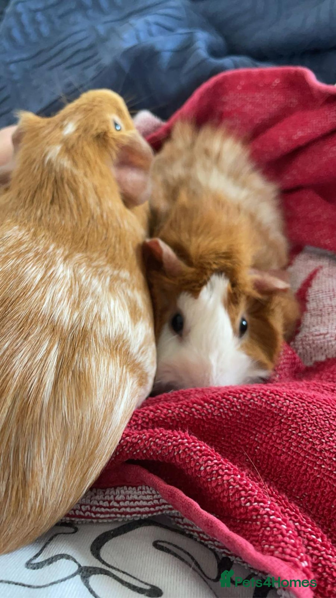 Guinea Pig rodents for sale: 2 guinea pigs looking for a new home! - Advert 15