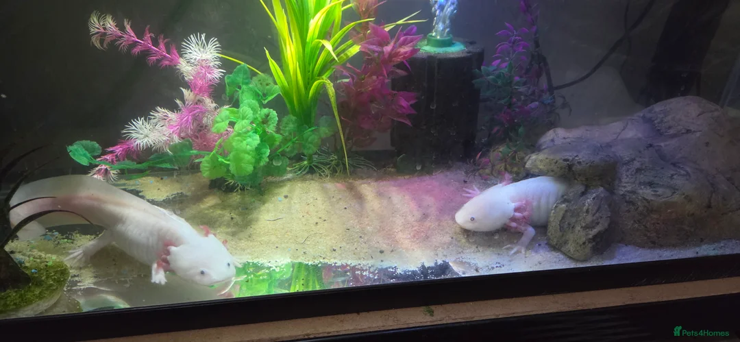 Axolotl reptiles for sale: Breeding pair pink Lucy axolotl  - Advert 1
