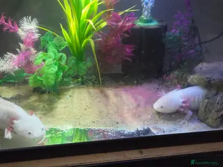 Axolotl reptiles Breeding pair pink Lucy axolotl - Advert 1