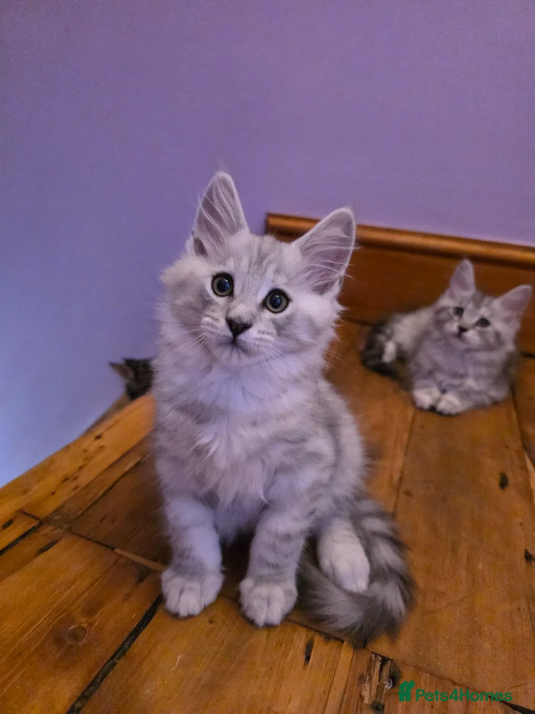 Maine Coon cats for sale: Pedigree Pure TICA Registered Maine Coon Kittens - Advert 1